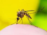 Mosquito Authority image 1